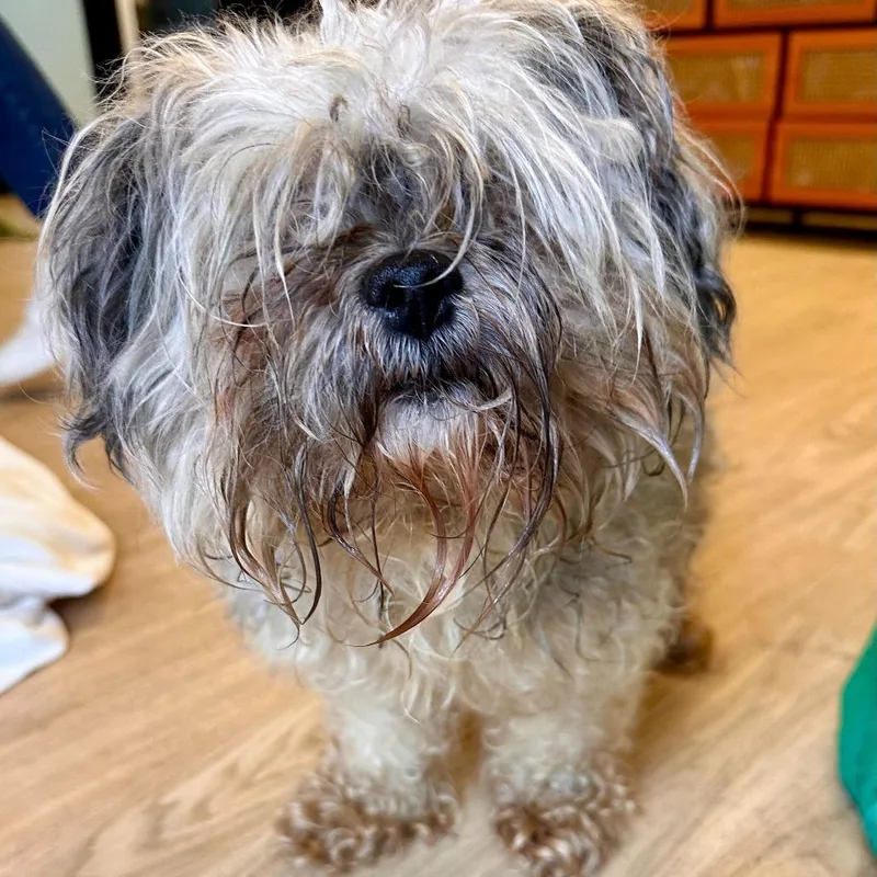 Theo Thorn thumbnail 4