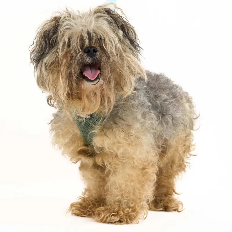 Theo Thorn thumbnail 6