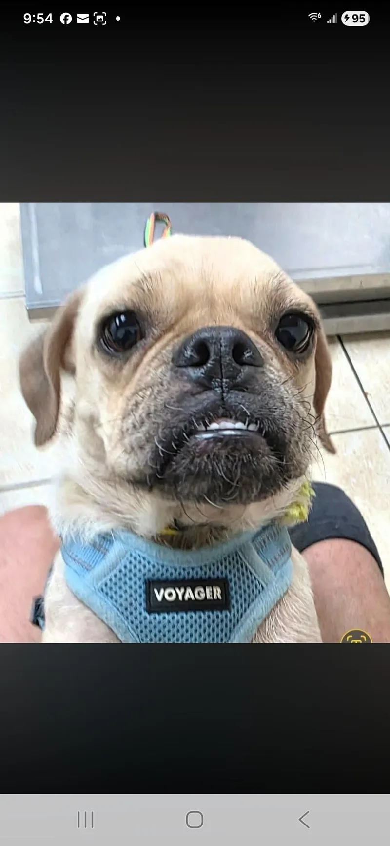 An adult medium-sized female Pug dog named Petunia for adoption in Miami, FL