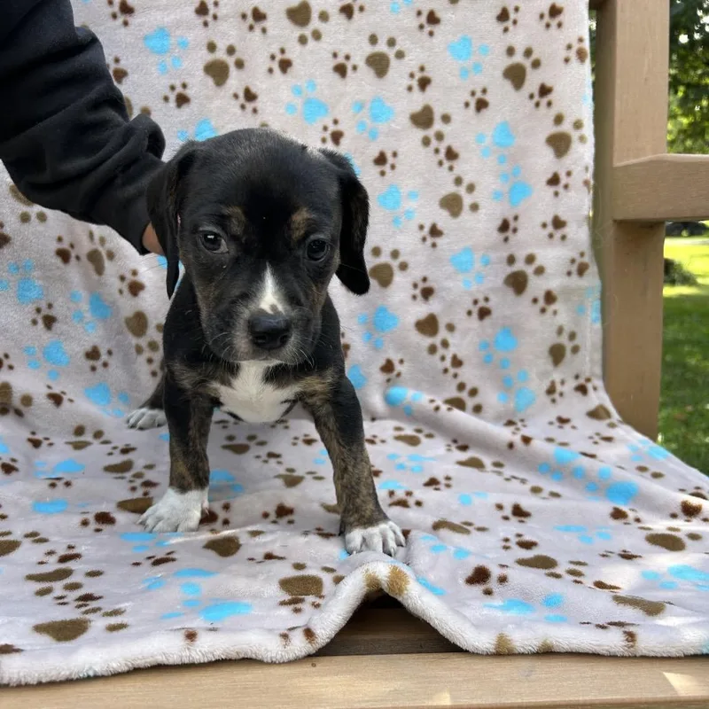 A baby medium-sized female Mixed Breed dog named Pup for adoption in Moravia, NY