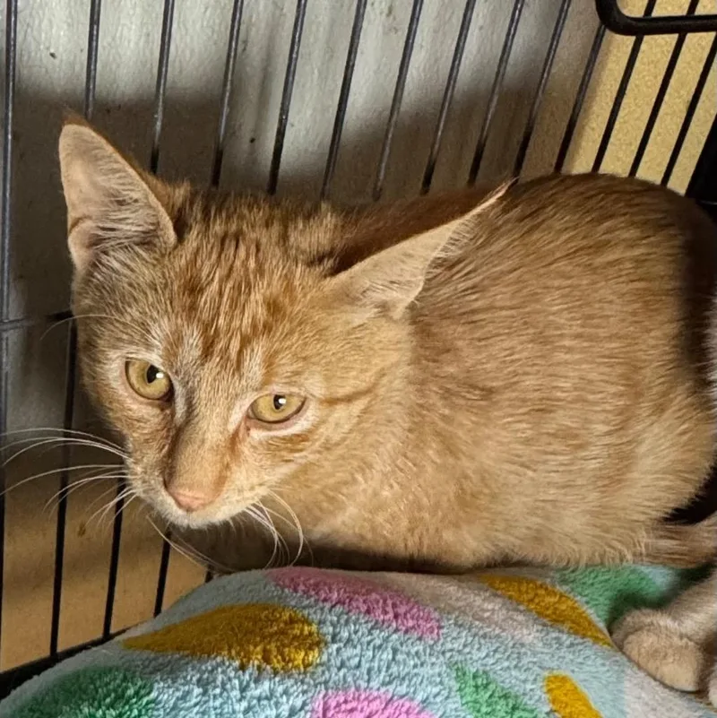A baby medium-sized male Domestic Short Hair cat named Spitfire for adoption in Saginaw, MI