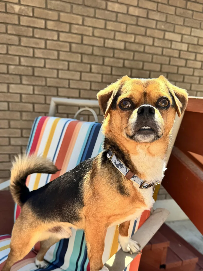 An adult small-sized male Chihuahua dog named Jacapo for adoption in Salt Lake City, UT