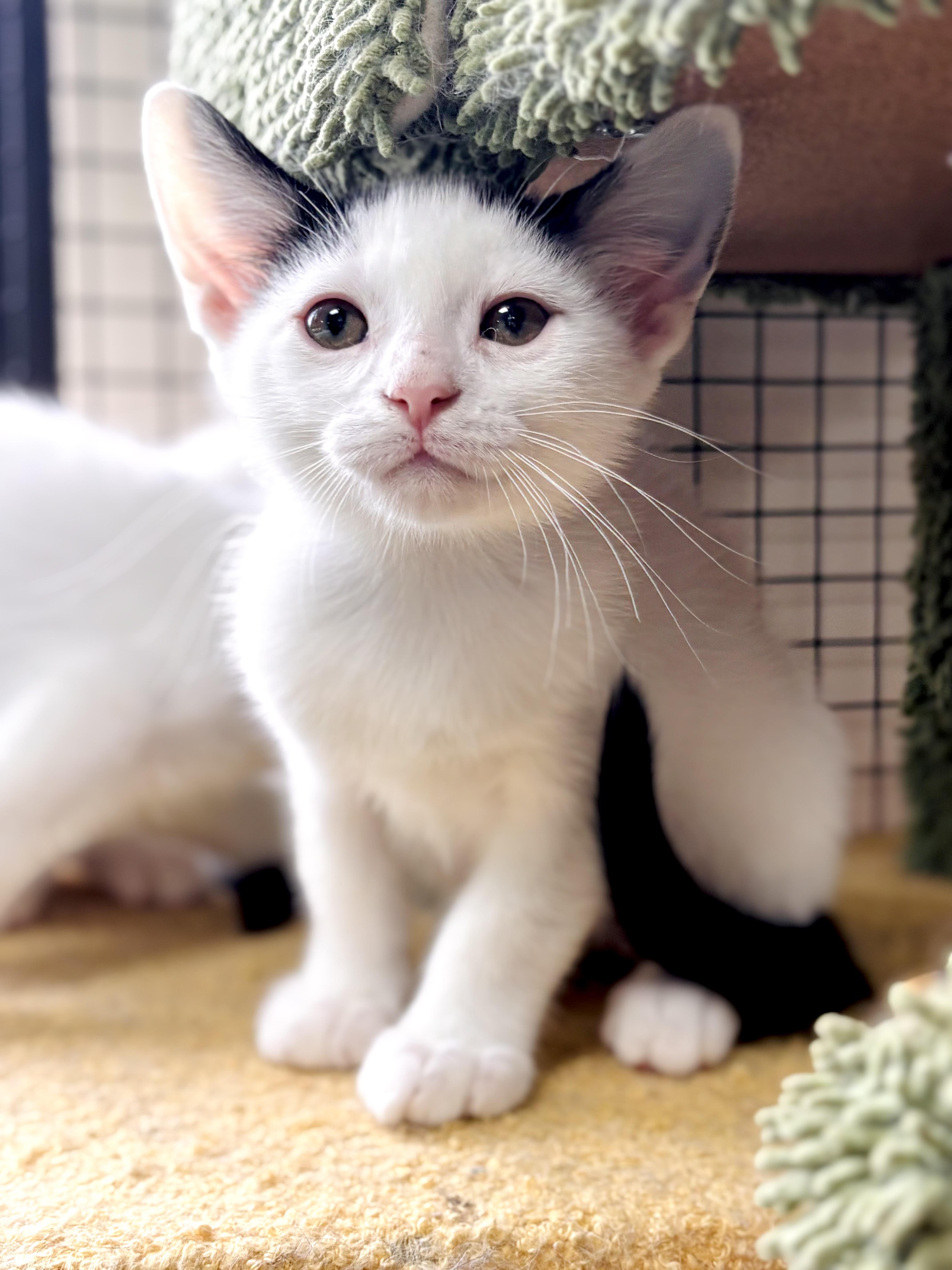 A baby medium-sized male Domestic Short Hair cat named Moss for adoption in Collierville, TN