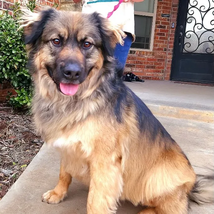 Beary Berries thumbnail 4