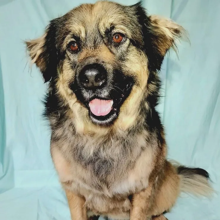 Beary Berries thumbnail 5