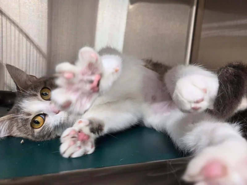 A young medium-sized female Gray / Blue / Silver Domestic Short Hair cat named Broomhilda for adoption in Nevada, IA