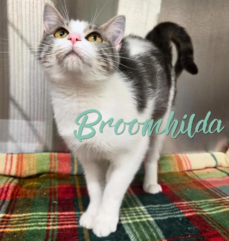 Broomhilda thumbnail 3