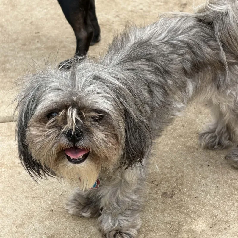 A young small-sized female Gray / Blue / Silver Shih Tzu dog named Louella BONDED with Lola for adoption in Williston, VT