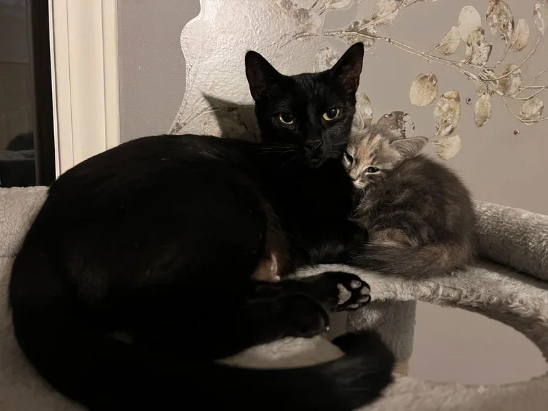 Kinkajou thumbnail 2