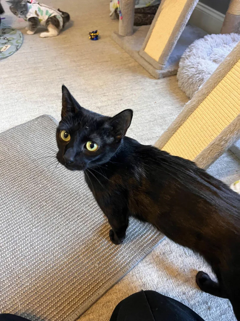 Kinkajou thumbnail 3