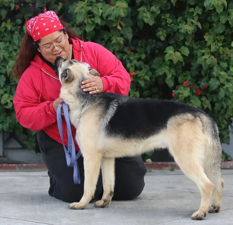 A young large-sized male Black German Shepherd Dog dog named Boone Von Barth for adoption in Los Angeles, CA