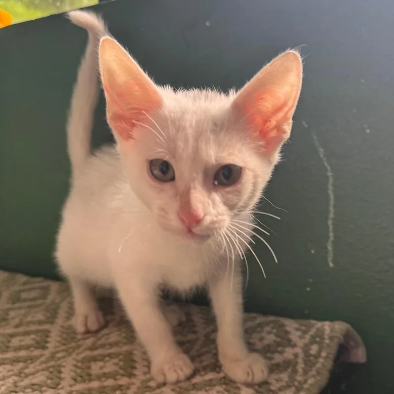 A baby small-sized male White Domestic Short Hair cat named Skye for adoption in Kyle, TX