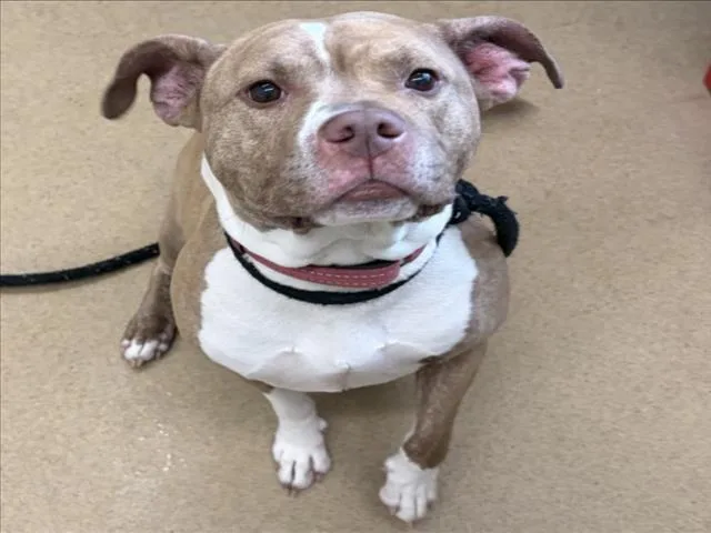 An adult medium-sized female Pit Bull Terrier dog named Chu Chu for adoption in Derwood, MD