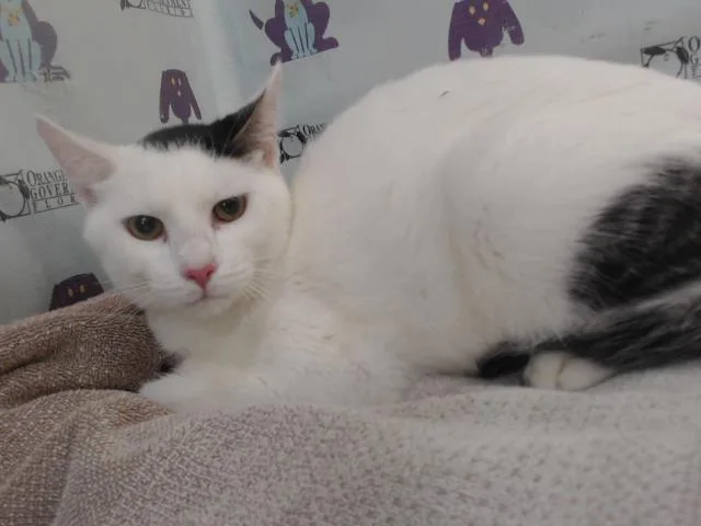 A young small-sized male Domestic Short Hair cat named Panda for adoption in Orlando, FL