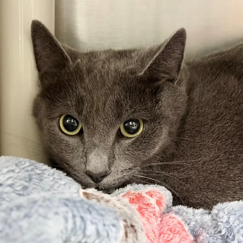 An adult large-sized male Gray / Blue / Silver Domestic Short Hair cat named Joey$ for adoption in Springfield, MA