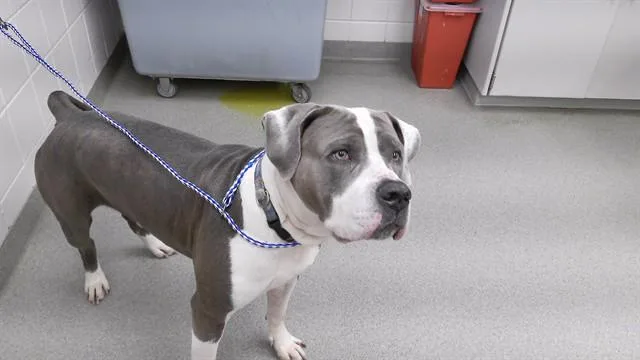 An adult extra large-sized male Mastiff dog named Doodle for adoption in Omaha, NE