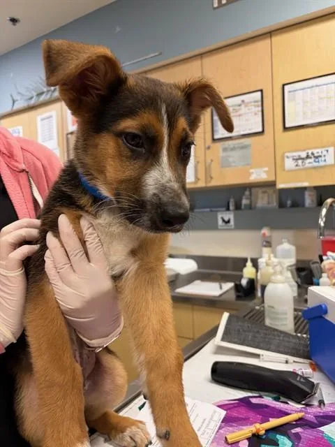 A baby small-sized male German Shepherd Dog dog named Bruno for adoption in Riverside, CA