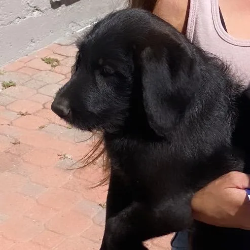 A baby medium-sized female Black Poodle dog named Clementine for adoption in Escondido, CA