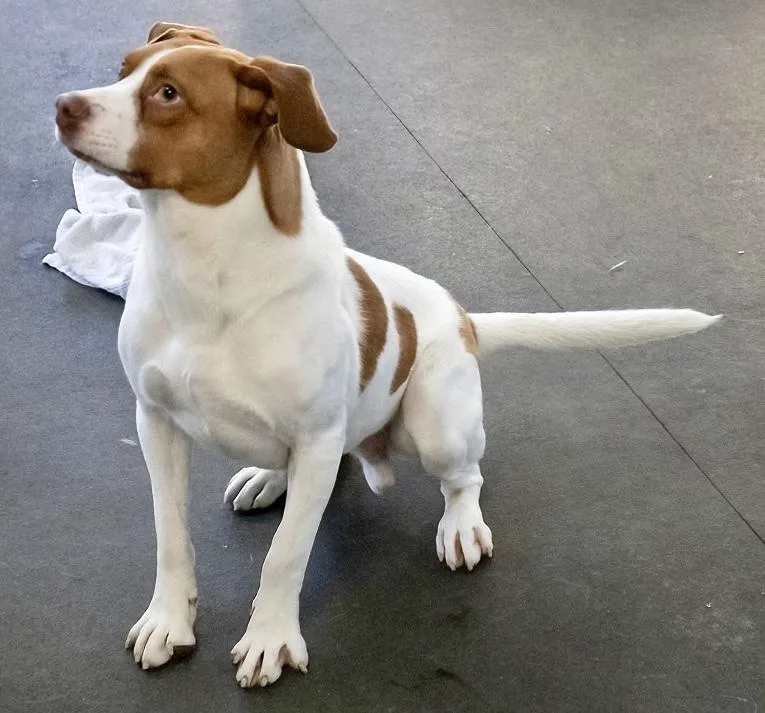 Maximillian thumbnail 3