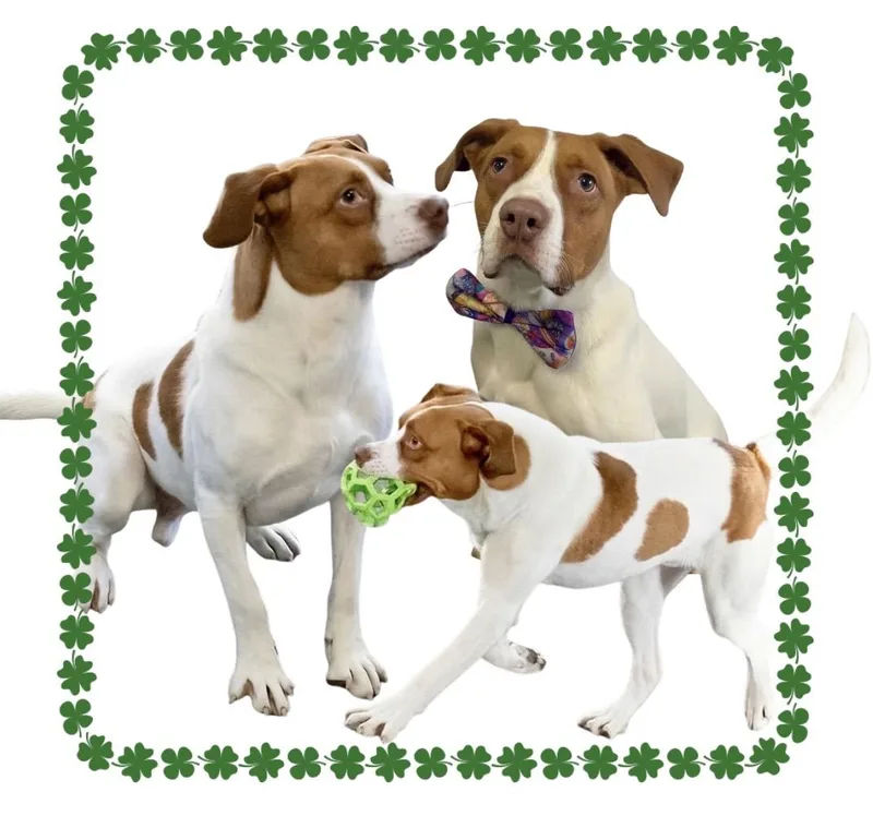 Maximillian thumbnail 5