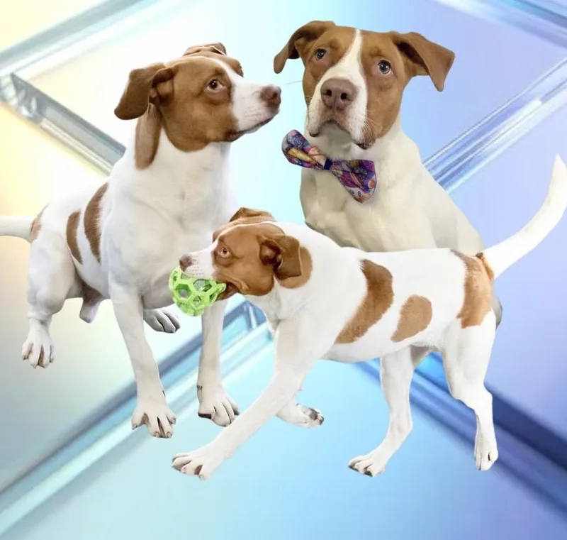 Maximillian thumbnail 6