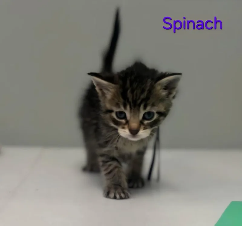 A baby large-sized female Domestic Short Hair cat named Spinach for adoption in Viroqua, WI