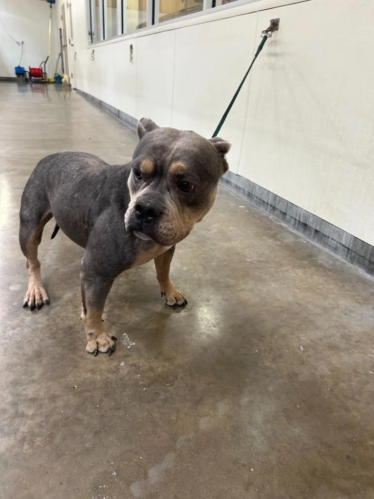 An adult medium-sized female American Bulldog dog named Dog Kennel "Dior for adoption in Greenville, TX