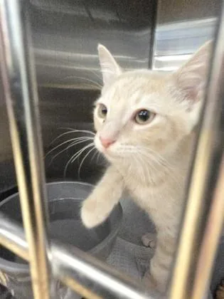 A young small-sized male Domestic Short Hair cat named Lil Ichabod for adoption in River Ridge, LA