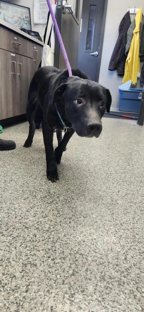 A young medium-sized male Terrier dog named Dougal for adoption in Van Wert, OH