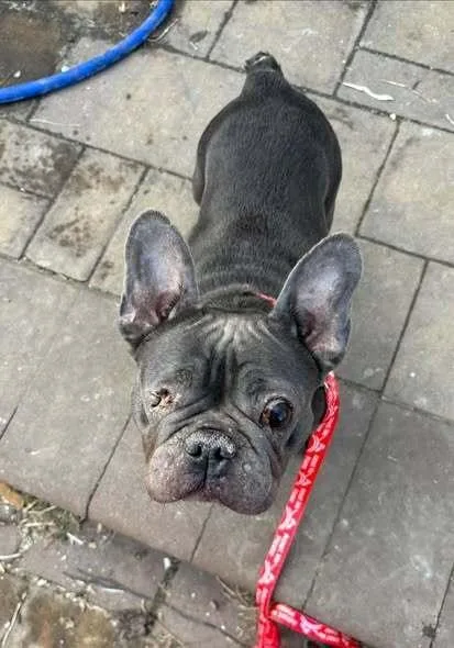 Sybil Sunflower thumbnail 2