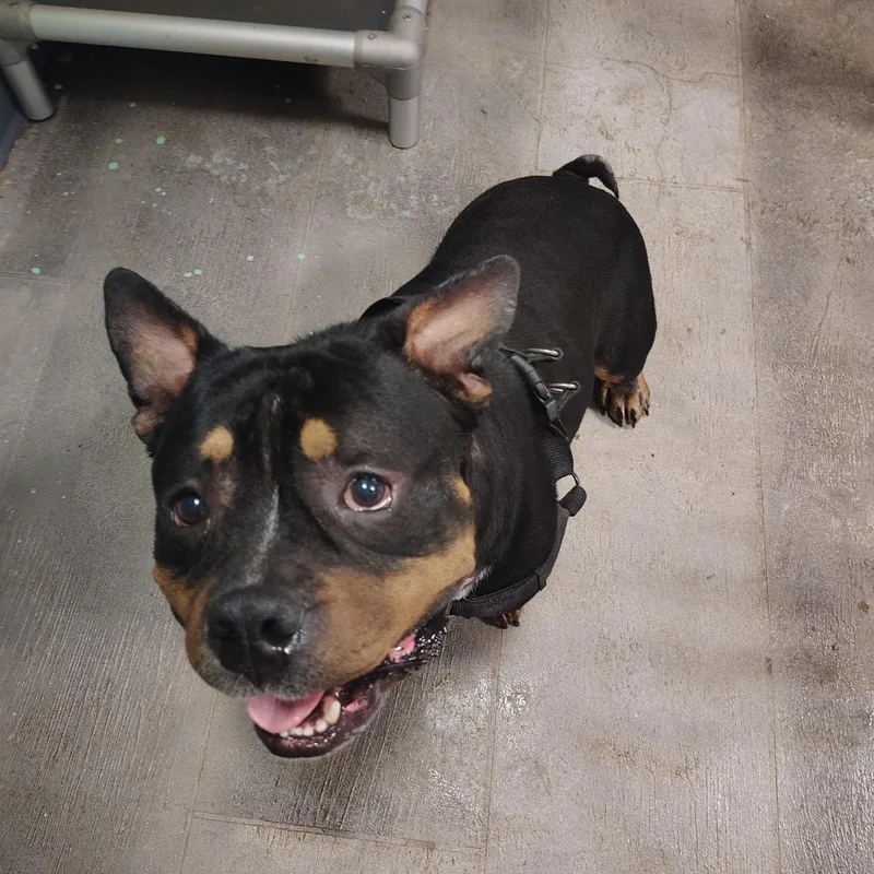 An adult medium-sized male Bulldog dog named Brutus for adoption in Broken Arrow, OK