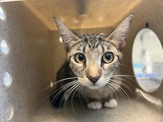 A young medium-sized female Domestic Short Hair cat named Mia for adoption in Lancaster, CA