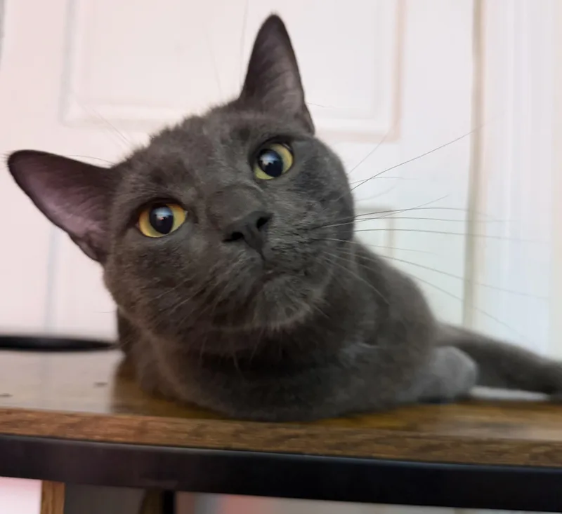 A young medium-sized male Black Domestic Short Hair cat named Smokey & Church for adoption in Mayfield, NY