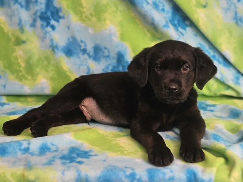 A baby large-sized male Black Rottweiler dog named Pancake for adoption in East Sparta, OH
