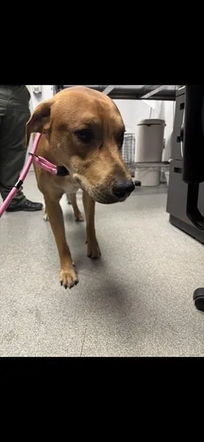 An adult large-sized male Boxer dog named Roofus for adoption in Lincolnton, NC
