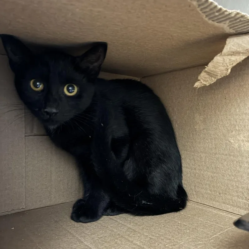 A baby small-sized female Domestic Short Hair cat named Nina for adoption in Windsor, VA