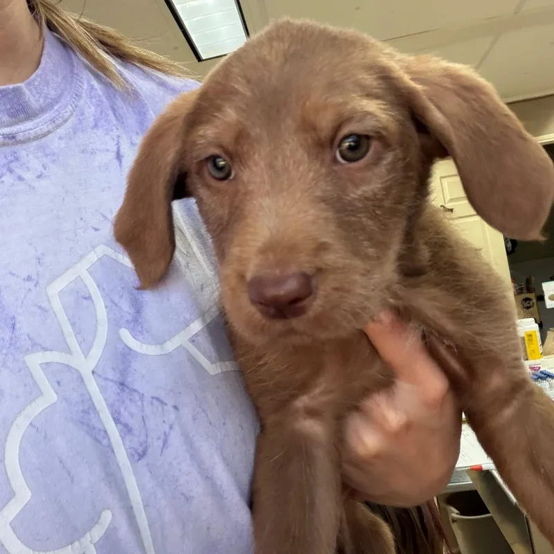 A baby medium-sized male Brown / Chocolate Labrador Retriever dog named Val for adoption in Hattiesburg, MS