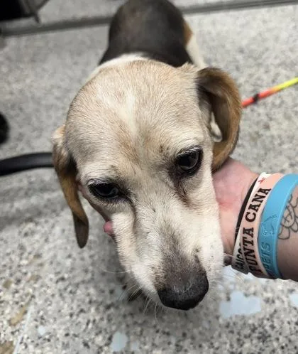 A senior small-sized female Beagle dog named Trudy for adoption in West Chester, PA