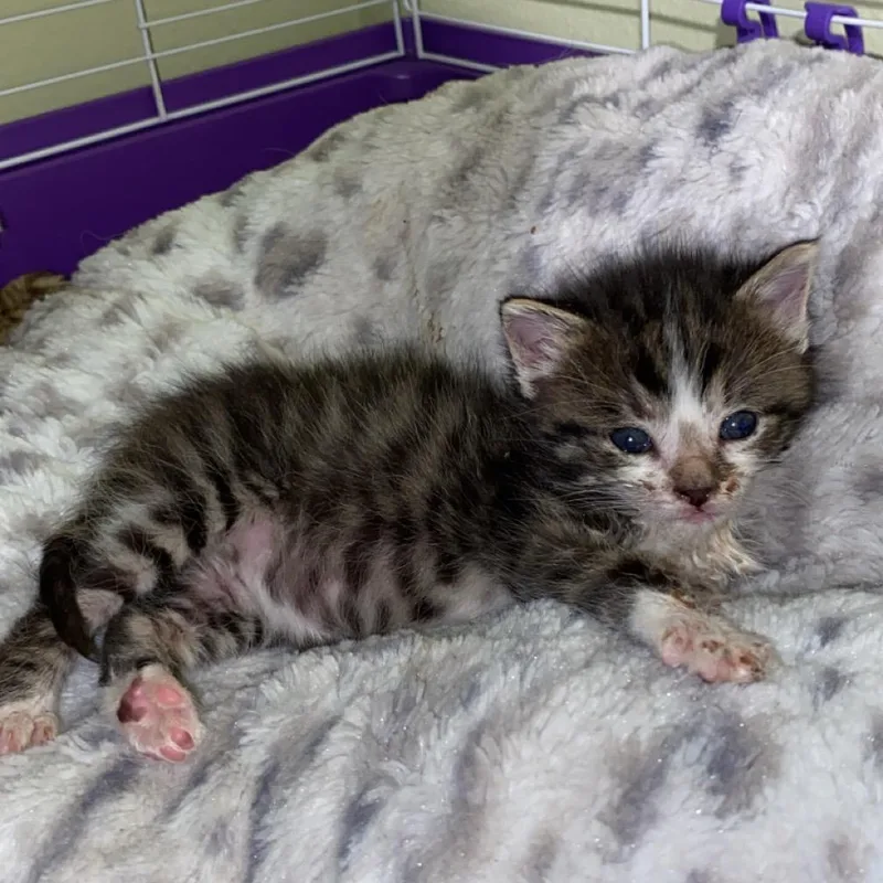 A baby small-sized male Brown / Chocolate Domestic Short Hair cat named Wobbles for adoption in Norfolk, NE
