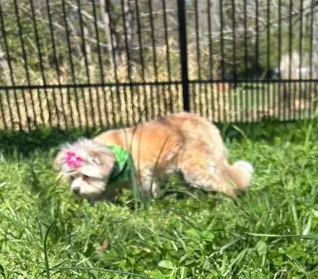 Rosie And Daisy