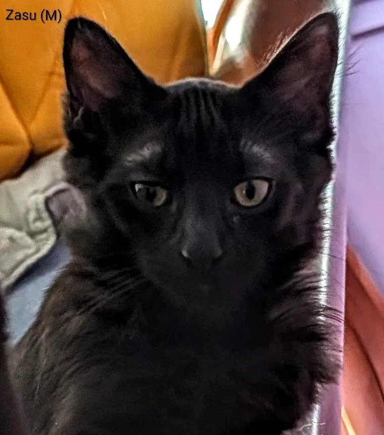 A young small-sized male Turkish Angora cat named Zasu for adoption in San Jose, CA