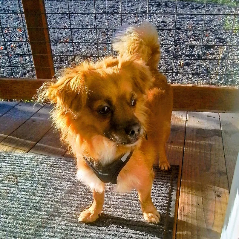 An adult small-sized male Pekingese dog named Tayoh for adoption in Oroville, WA