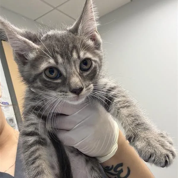 A baby small-sized male Brown / Chocolate Domestic Short Hair cat named Coral for adoption in Jacksonville, FL