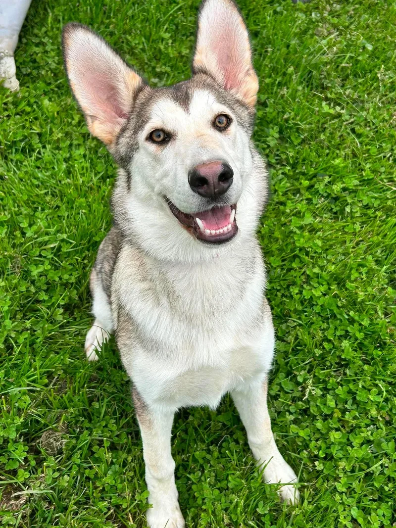 A young medium-sized female White / Cream German Shepherd Dog dog named Kennedy for adoption in Brunswick, OH