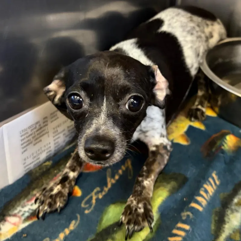An adult small-sized female Black Chihuahua dog named Dottie for adoption in Ardmore, OK