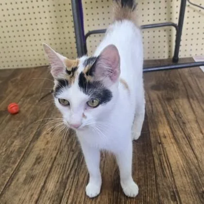 A young small-sized female Calico Domestic Short Hair cat named Chaos for adoption in Phoenixville, PA