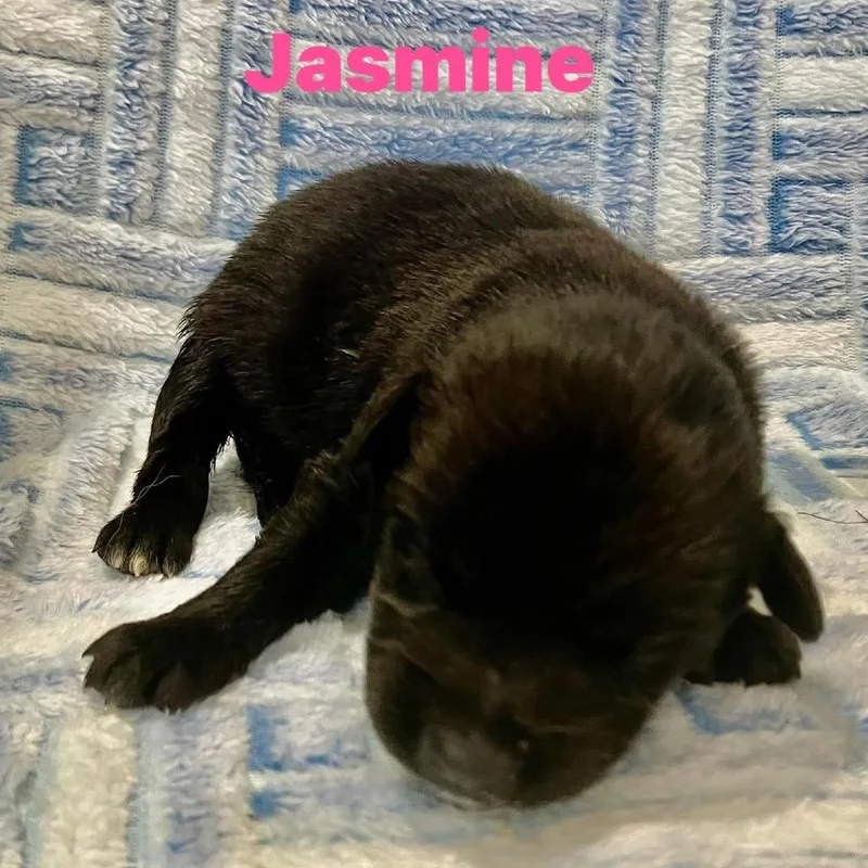 A baby small-sized female Black German Shepherd Dog dog named Jasmine for adoption in Chillicothe, IL