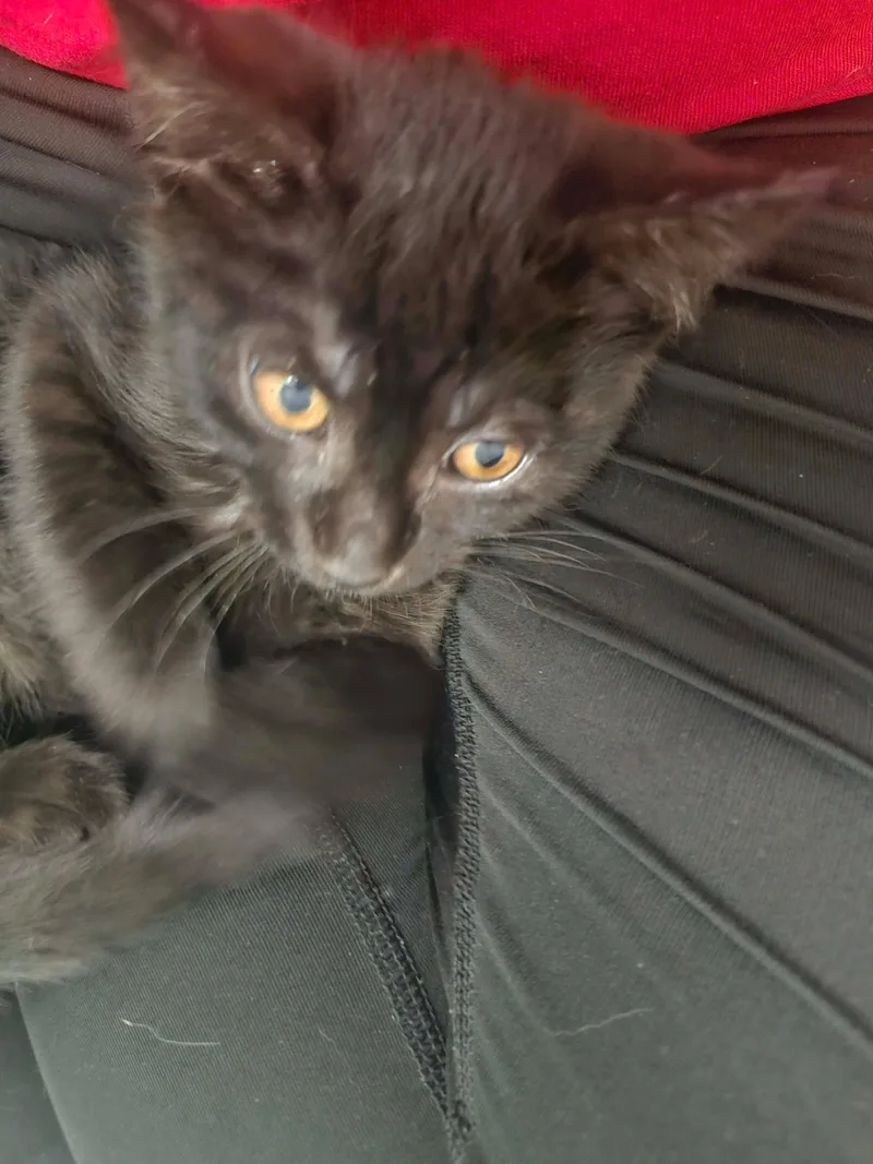 A young medium-sized male Domestic Short Hair cat named Shazam for adoption in Fulton, NY