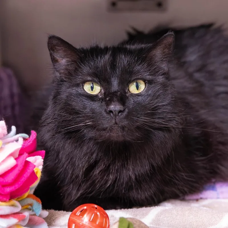 An adult large-sized female Black Domestic Long Hair cat named Betty Spaghetti for adoption in Mentor, OH