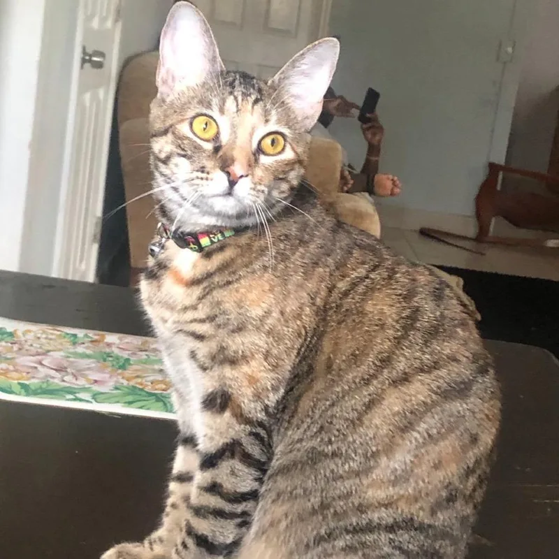 An adult large-sized female Brown / Chocolate Domestic Short Hair cat named Freya for adoption in Jupiter, FL